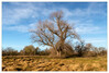 Dateiname=Am_Rhein_Baum_03.jpg
Dateigröße=1068KB
Abmessungen: 1200x814
hinzugefügt am: 08. Dezember 2021 Am_Rhein_Baum_03.jpg