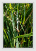 Dateiname=Am_Rhein_Grashuepfer_A_01.jpg
Dateigröße=722KB
Abmessungen: 852x1200
hinzugefügt am: 09. September 2020 Am_Rhein_Grashuepfer_A_01.jpg