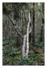 Dateiname=Am_Venekotensee_Eng_umschlungen_01.jpg
Dateigröße=1273KB
Abmessungen: 829x1200
hinzugefügt am: 04. Oktober 2021 Am_Venekotensee_Eng_umschlungen_01.jpg