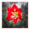 Dateiname=Amarilis_bunt_k_013.jpg
Dateigröße=392KB
Abmessungen: 850x850
hinzugefügt am: 31. Dezember 2017 Amarilis_bunt_k_013.jpg