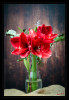 Amaryllis.jpg