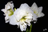 Dateiname=Amaryllis_01.jpg
Dateigröße=244KB
Abmessungen: 850x563
hinzugefügt am: 08. Dezember 2018 Amaryllis_01.jpg