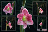 Dateiname=Amaryllis_Collage_.jpg
Dateigröße=670KB
Abmessungen: 1200x800
hinzugefügt am: 22. November 2023 Amaryllis_Collage_.jpg