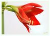 Dateiname=Amaryllis_K_04.jpg
Dateigröße=302KB
Abmessungen: 850x607
hinzugefügt am: 01. Februar 2016 Amaryllis_K_04.jpg