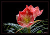 Dateiname=Amaryllis_bunt_k_01.jpg
Dateigröße=648KB
Abmessungen: 1200x830
hinzugefügt am: 01. Dezember 2022 Amaryllis_bunt_k_01.jpg