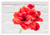 Dateiname=Amaryllis_rot_04.jpg
Dateigröße=704KB
Abmessungen: 1200x831
hinzugefügt am: 01. Dezember 2022 Amaryllis_rot_04.jpg