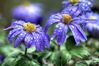 Dateiname=Anemone_01_Kopie_01.jpg
Dateigröße=285KB
Abmessungen: 850x567
hinzugefügt am: 14. März 2008 Anemone_01_Kopie_01.jpg