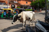 Dateiname=B11_09_Jaipur_In_der_Stadt_19.jpg
Dateigröße=1040KB
Abmessungen: 1200x800
hinzugefügt am: 05. Februar 2025 B11_09_Jaipur_In_der_Stadt_19.jpg