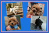 Dateiname=BABYHUNDE_KOMPLETT__R-k.jpg
Dateigröße=1179KB
Abmessungen: 1800x1239
hinzugefügt am: 02. Juni 2026 BABYHUNDE_KOMPLETT__R-k.jpg