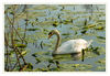 Dateiname=B_Urdenbacher_Kaempe_Schwan_09.jpg
Dateigröße=484KB
Abmessungen: 850x589
hinzugefügt am: 25. April 2018 B_Urdenbacher_Kaempe_Schwan_09.jpg