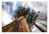 Dateiname=Baeume_und_Straeucher_Mamutbaeume_02.jpg
Dateigröße=1303KB
Abmessungen: 1200x831
hinzugefügt am: 29. März 2023 Baeume_und_Straeucher_Mamutbaeume_02.jpg
