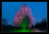 Dateiname=Baumschule_-_bunter_Baum_.jpg
Dateigröße=685KB
Abmessungen: 1024x711
hinzugefügt am: 27. April 2019 Baumschule_-_bunter_Baum_.jpg