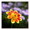 Dateiname=Bienchen_auf_Dahlie_01.jpg
Dateigröße=766KB
Abmessungen: 1200x1200
hinzugefügt am: 28. September 2021 Bienchen_auf_Dahlie_01.jpg