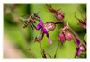Dateiname=Biene_auf_Storchenschnabel_01.jpg
Dateigröße=657KB
Abmessungen: 1200x829
hinzugefügt am: 04. Juni 2021 Biene_auf_Storchenschnabel_01.jpg