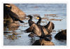 Dateiname=Binz_Kormoran_30.jpg
Dateigröße=396KB
Abmessungen: 850x595
hinzugefügt am: 14. Juli 2017 Binz_Kormoran_30.jpg