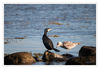 Dateiname=Binz_Kormoran_31.jpg
Dateigröße=374KB
Abmessungen: 850x589
hinzugefügt am: 14. Juli 2017 Binz_Kormoran_31.jpg