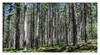 Dateiname=Birgeler_Urwald_01.jpg
Dateigröße=1936KB
Abmessungen: 1600x880
hinzugefügt am: 01. Juni 2023 Birgeler_Urwald_01.jpg