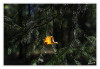 Dateiname=Blatt_angeleruchtet_k_01.jpg
Dateigröße=894KB
Abmessungen: 1200x829
hinzugefügt am: 22. Oktober 2026 Blatt_angeleruchtet_k_01.jpg