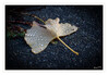 Dateiname=Blatt_nass_02.jpg
Dateigröße=785KB
Abmessungen: 1200x838
hinzugefügt am: 30. November 2023 Blatt_nass_02.jpg