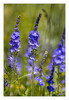 Blaue_Wildblume_02.jpg