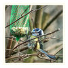 Dateiname=Blaumeise_13.jpg
Dateigröße=599KB
Abmessungen: 850x850
hinzugefügt am: 18. Januar 2018 Blaumeise_13.jpg