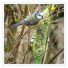 Dateiname=Blaumeisen_08.jpg
Dateigröße=630KB
Abmessungen: 850x850
hinzugefügt am: 10. Februar 2018 Blaumeisen_08.jpg