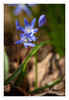 Dateiname=Blaustern_01.jpg
Dateigröße=477KB
Abmessungen: 830x1200
hinzugefügt am: 12. März 2024 Blaustern_01.jpg