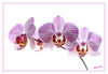 Blumen_Orchidee_gestreift_02.jpg
