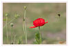 Dateiname=Blumenwiese_19.jpg
Dateigröße=266KB
Abmessungen: 850x589
hinzugefügt am: 06. Juni 2018 Blumenwiese_19.jpg