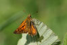 Dateiname=Brauner_Falter_09.jpg
Dateigröße=241KB
Abmessungen: 850x568
hinzugefügt am: 02. August 2007 Brauner_Falter_09.jpg