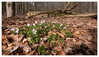 Dateiname=Buschwindroeschen_04~0.jpg
Dateigröße=1145KB
Abmessungen: 1200x693
hinzugefügt am: 23. März 2021 Buschwindroeschen_04~0.jpg