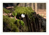 Dateiname=Buschwindroeschen_12.jpg
Dateigröße=360KB
Abmessungen: 850x600
hinzugefügt am: 02. April 2017 Buschwindroeschen_12.jpg