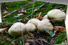 Dateiname=CDSC_2328.jpg
Dateigröße=971KB
Abmessungen: 1200x800
hinzugefügt am: 30. Oktober 2023 CDSC_2328.jpg