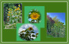 Dateiname=COLLAGE_vom_Samen_auf_3_30_m_gezuchtet212121SONNENBLUMEN-BA_R-K-jpg.jpg
Dateigröße=930KB
Abmessungen: 1400x899
hinzugefügt am: 25. August 2026 COLLAGE_vom_Samen_auf_3_30_m_gezuchtet212121SONNENBLUMEN-BA_R-K-jpg.jpg