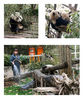 Dateiname=Cendu_Panda_Collage_2.jpg
Dateigröße=524KB
Abmessungen: 595x703
hinzugefügt am: 23. Juli 2013 Cendu_Panda_Collage_2.jpg