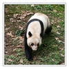 Dateiname=Chendu_Panda_051.jpg
Dateigröße=840KB
Abmessungen: 850x850
hinzugefügt am: 26. Juli 2013 Chendu_Panda_051.jpg