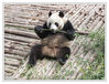 Dateiname=Chendu_Panda_073.jpg
Dateigröße=710KB
Abmessungen: 850x654
hinzugefügt am: 26. Juli 2013 Chendu_Panda_073.jpg