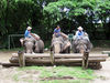 Chiangmai_Maetaman__Elefantenvorführung_01.jpg