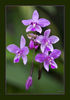 Chiangmai_Orchideenfarm_Orchidee__012.jpg