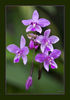 Dateiname=Chiangmai_Orchideenfarm_Orchidee__012.jpg
Dateigröße=257KB
Abmessungen: 597x850
hinzugefügt am: 26. Oktober 2011 Chiangmai_Orchideenfarm_Orchidee__012.jpg