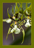 Chiangmai_Orchideenfarm_Orchidee__014.jpg