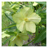 Dateiname=Christrose.jpg
Dateigröße=616KB
Abmessungen: 850x850
hinzugefügt am: 30. April 2014 Christrose.jpg