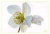 Dateiname=Christrose_013_Kopie_.jpg
Dateigröße=246KB
Abmessungen: 850x585
hinzugefügt am: 11. Januar 2016 Christrose_013_Kopie_.jpg