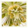 Dateiname=Christrose_028_q_Kopie.jpg
Dateigröße=435KB
Abmessungen: 850x850
hinzugefügt am: 14. Februar 2015 Christrose_028_q_Kopie.jpg