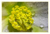 Dateiname=Christrose_nah_02.jpg
Dateigröße=478KB
Abmessungen: 1024x707
hinzugefügt am: 10. Januar 2020 Christrose_nah_02.jpg