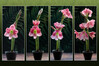 Dateiname=Collage_Amaryllis_Marianne_.jpg
Dateigröße=676KB
Abmessungen: 1200x800
hinzugefügt am: 27. November 2023 Collage_Amaryllis_Marianne_.jpg
