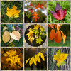 Dateiname=Collage_Blaetter_01.jpg
Dateigröße=1661KB
Abmessungen: 1200x1200
hinzugefügt am: 13. November 2023 Collage_Blaetter_01.jpg