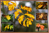Dateiname=Collage_Blaetter_k_02.jpg
Dateigröße=841KB
Abmessungen: 1200x814
hinzugefügt am: 16. November 2023 Collage_Blaetter_k_02.jpg