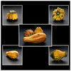 Dateiname=Collage_Kuerbisse.jpg
Dateigröße=603KB
Abmessungen: 1200x1200
hinzugefügt am: 05. November 2023 Collage_Kuerbisse.jpg