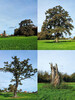 Dateiname=Collage_Manni.jpg
Dateigröße=1316KB
Abmessungen: 900x1200
hinzugefügt am: 02. November 2023 Collage_Manni.jpg